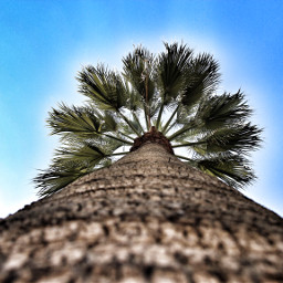 tree palm iran sky
