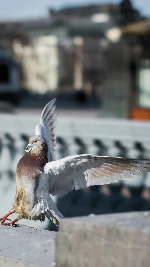 Myphotography Sonice Lol Bird Nicepic Image By Myphotography Sonice Lol Bird Nicepic Image By
