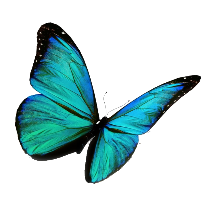 butterfly freetoedit #butterfly sticker by @laetitiadez