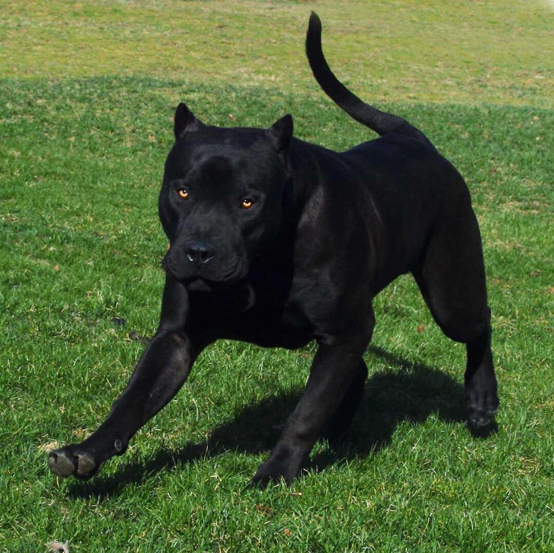 Una pantera 😎😎 pitbull nero black panther pantera dog... - 1024 x 1022 jpeg 193kB